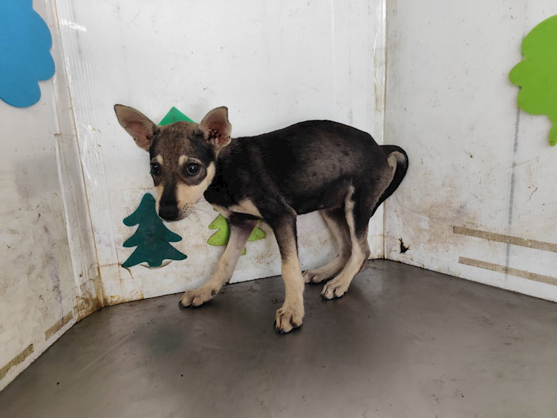 高雄市燕巢動物保護關愛園區,編號:461499, 混種犬          