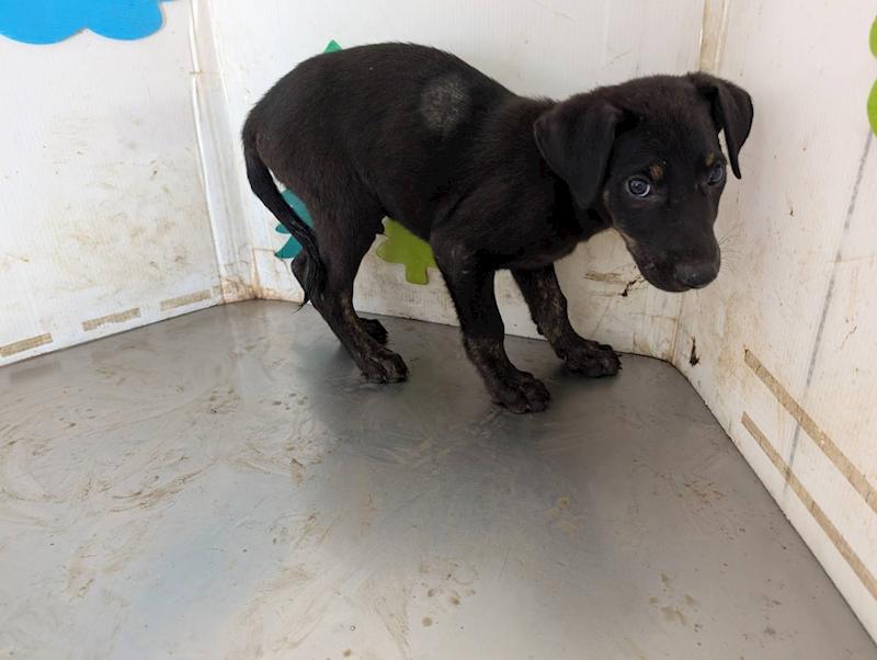 高雄市燕巢動物保護關愛園區,編號:461498, 混種犬          