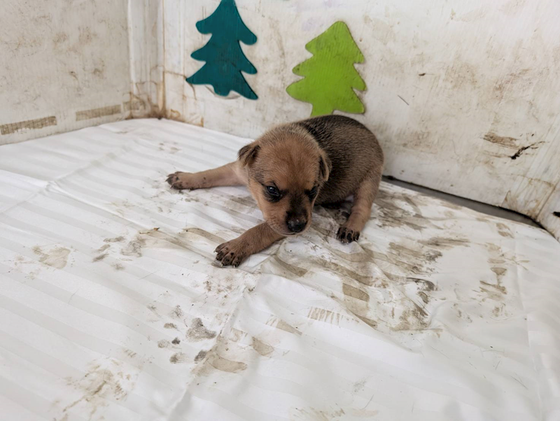高雄市燕巢動物保護關愛園區,編號:461496, 混種犬          