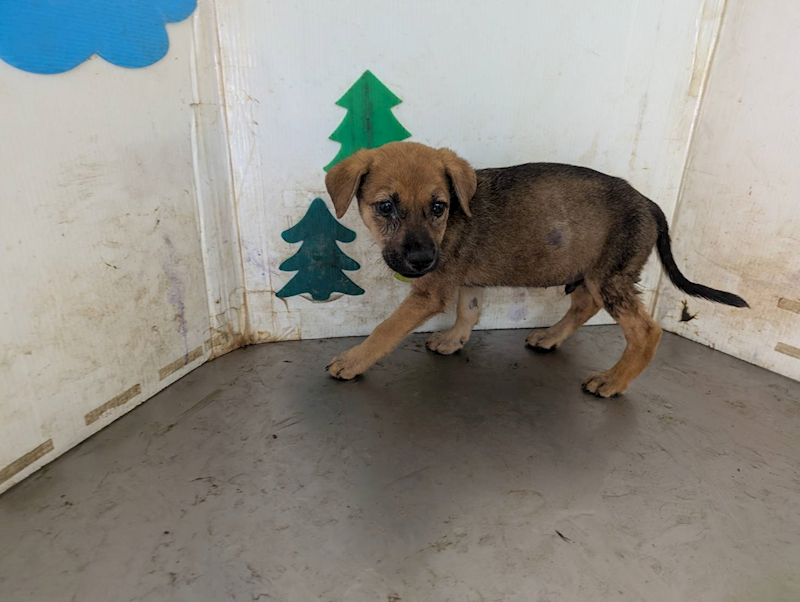 高雄市燕巢動物保護關愛園區,編號:461495, 混種犬          