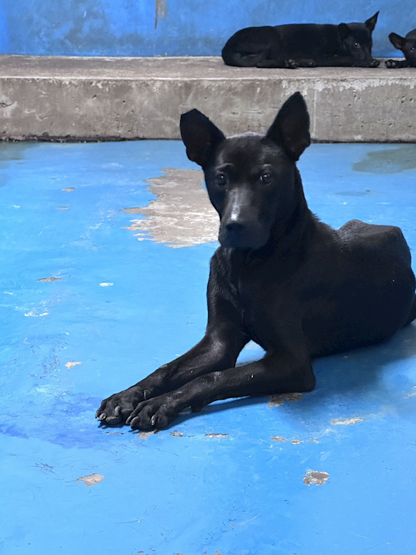 苗栗縣動物保護教育園區,編號:461392, 混種犬          