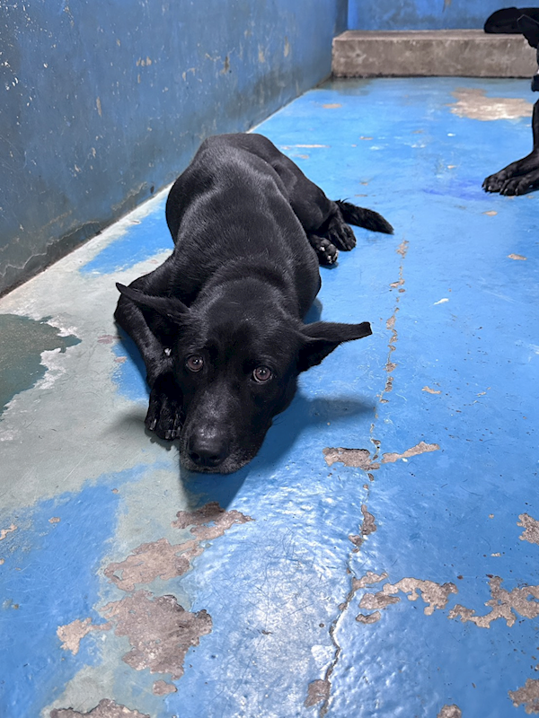 苗栗縣動物保護教育園區,編號:461391, 混種犬          