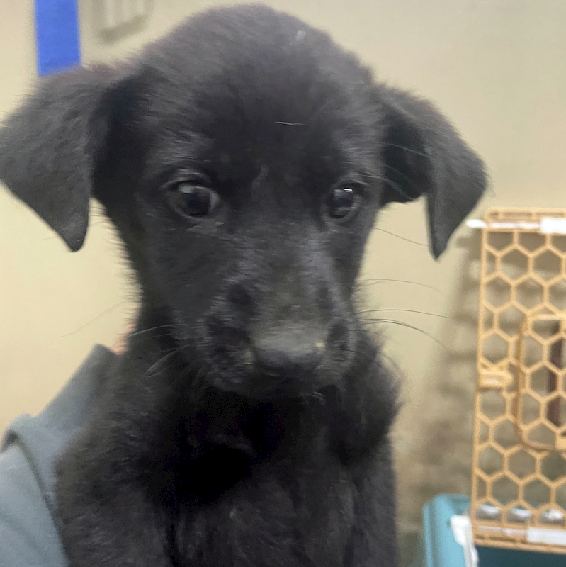 嘉義市動物保護教育園區,編號:444977, 混種犬          