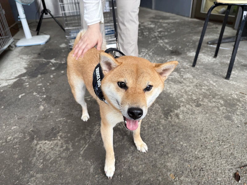 新北市板橋區公立動物之家,編號:456384, 柴犬                  