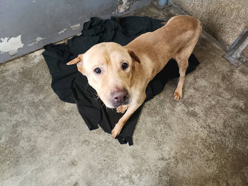 新竹市動物保護教育園區,編號:386802, 混種犬          