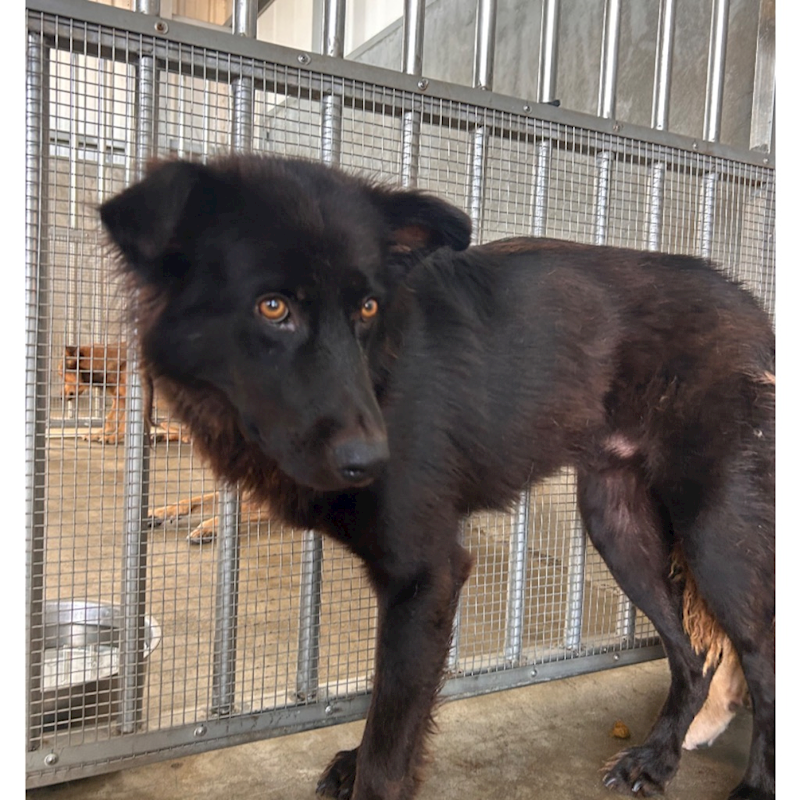 澎湖縣流浪動物收容中心,編號:456675, 混種犬          