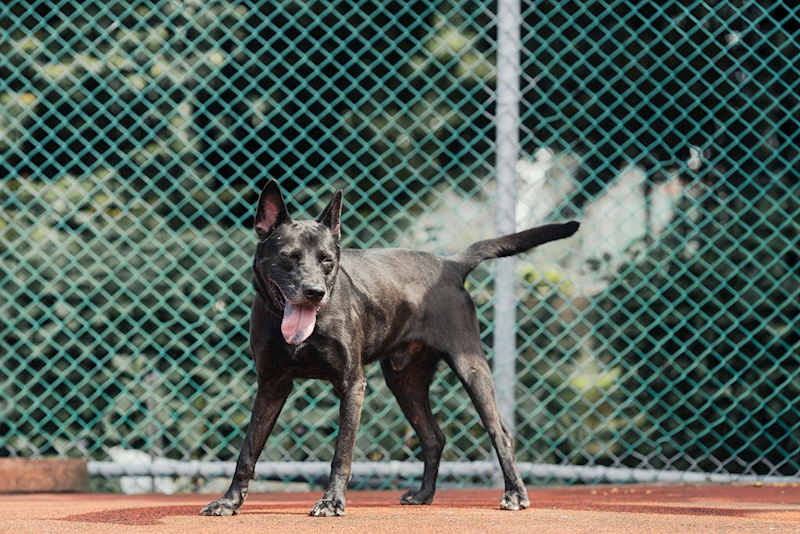 新北市板橋區公立動物之家,編號:446956, 混種犬          