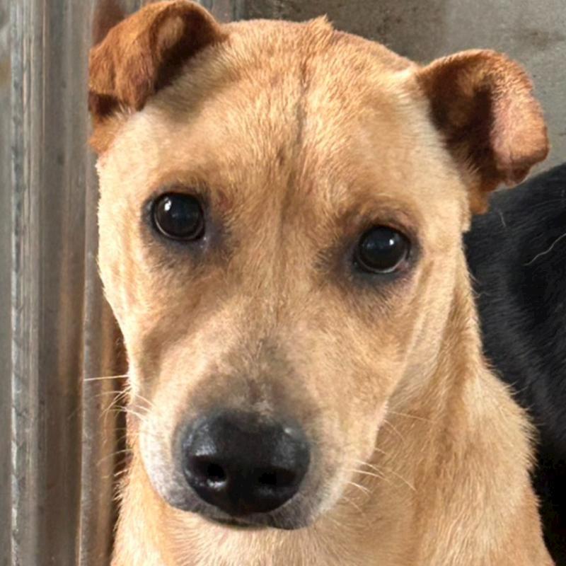 澎湖縣流浪動物收容中心,編號:451230, 混種犬          