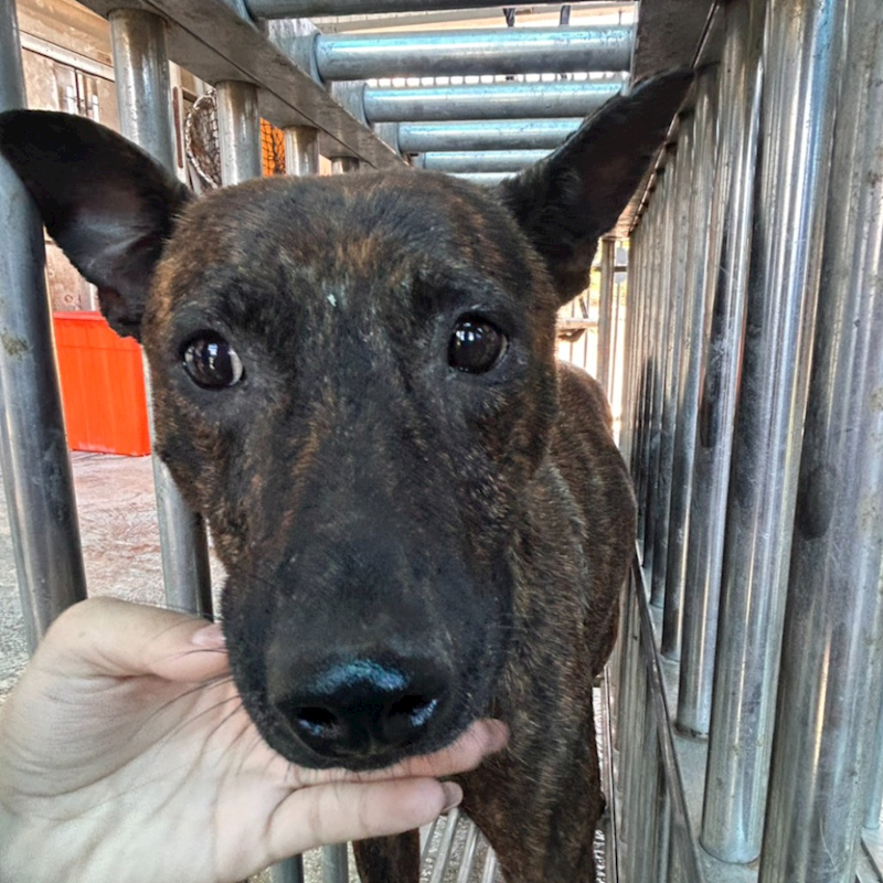 澎湖縣流浪動物收容中心,編號:456325, 混種犬          