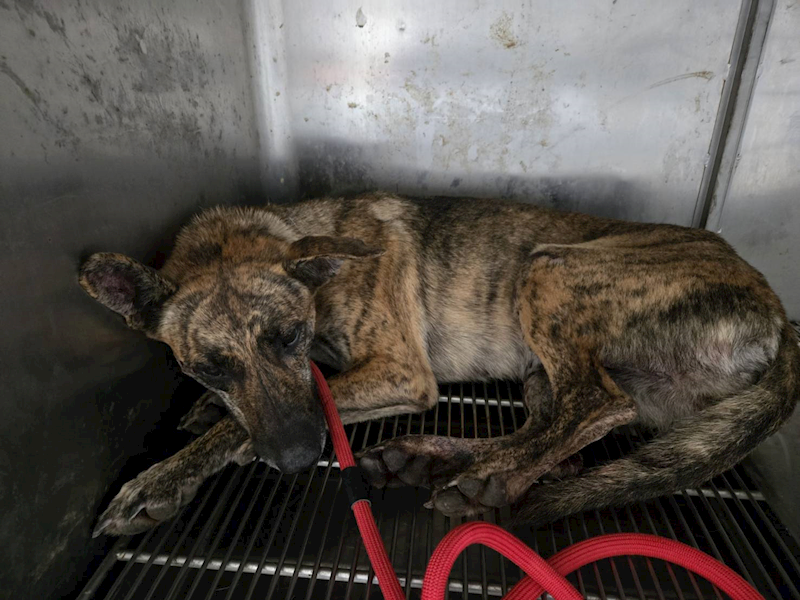 新竹市動物保護教育園區,編號:459051, 混種犬          