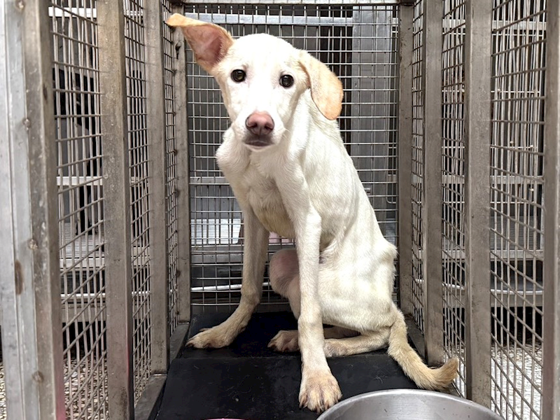 高雄市壽山動物保護教育園區,編號:461756, 混種犬          