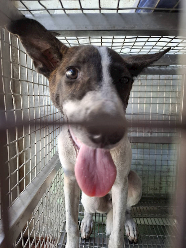 臺南市動物之家善化站,編號:461755, 混種犬          