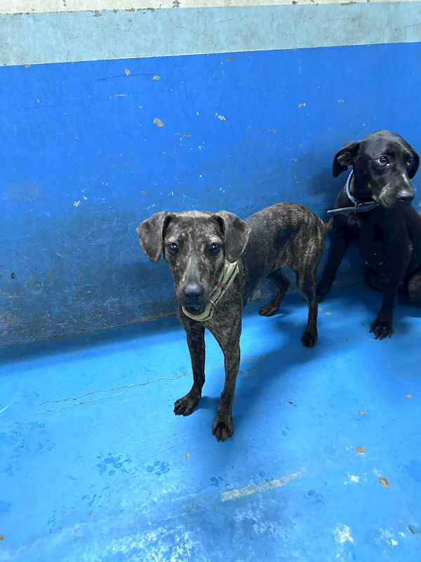 苗栗縣動物保護教育園區,編號:461313, 混種犬          