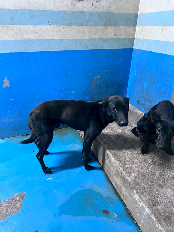 苗栗縣動物保護教育園區,編號:459295, 混種犬          