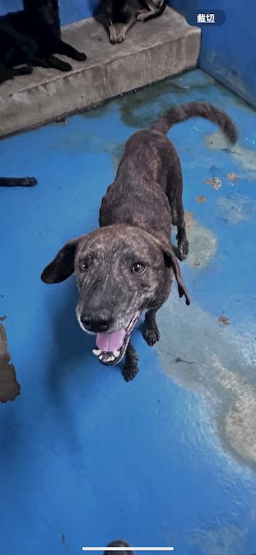 苗栗縣動物保護教育園區,編號:461312, 混種犬          