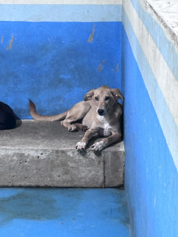 苗栗縣動物保護教育園區,編號:461311, 混種犬          