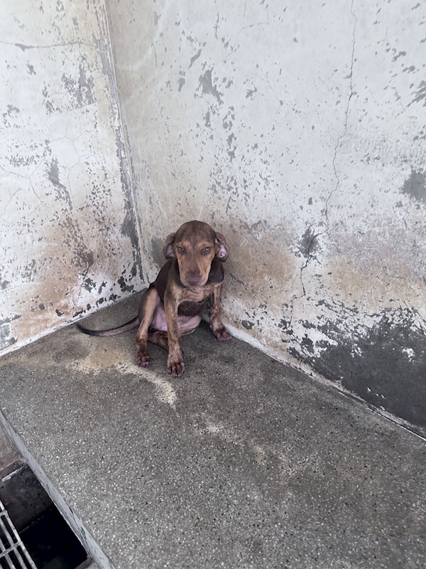 苗栗縣動物保護教育園區,編號:461748, 混種犬          