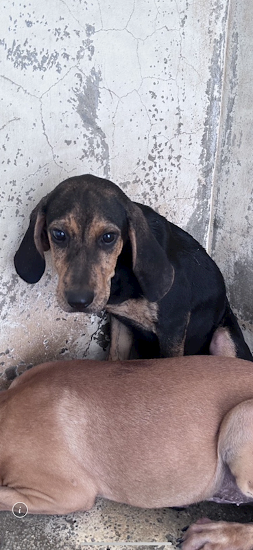 苗栗縣動物保護教育園區,編號:461743, 混種犬          