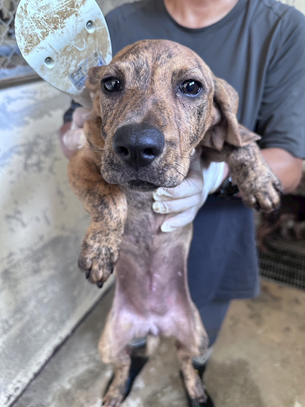 苗栗縣動物保護教育園區,編號:461739, 混種犬          