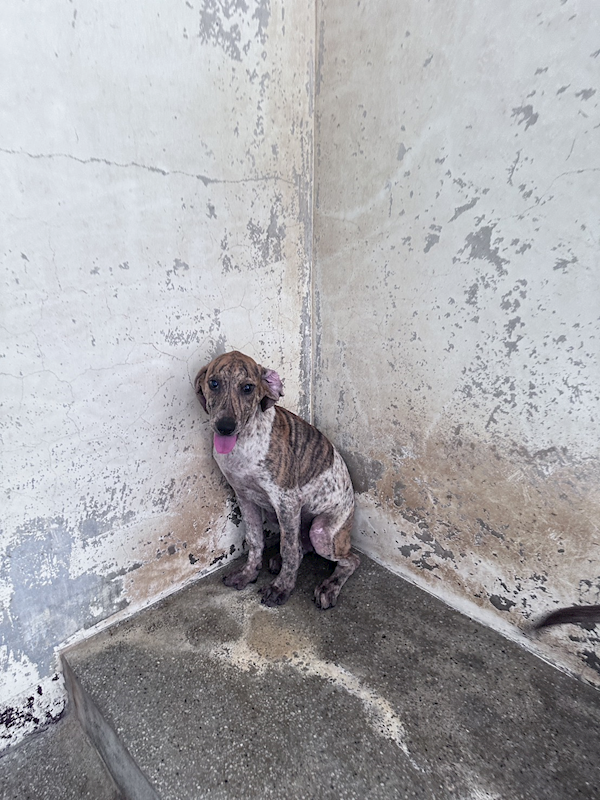 苗栗縣動物保護教育園區,編號:461735, 混種犬          