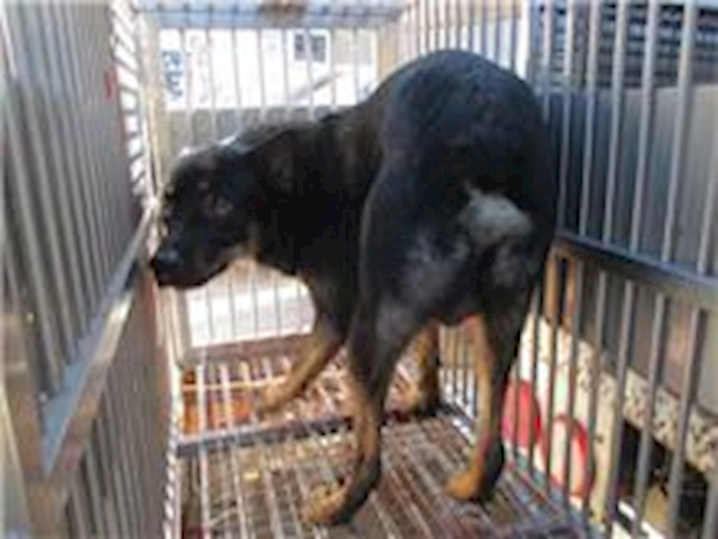 桃園市動物保護教育園區,編號:30135, 混種犬          