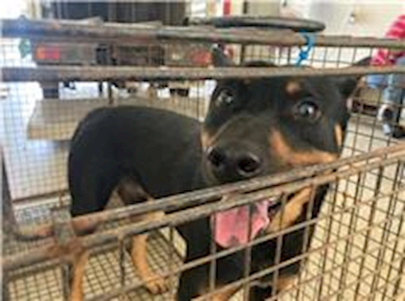 桃園市動物保護教育園區,編號:211978, 混種犬          