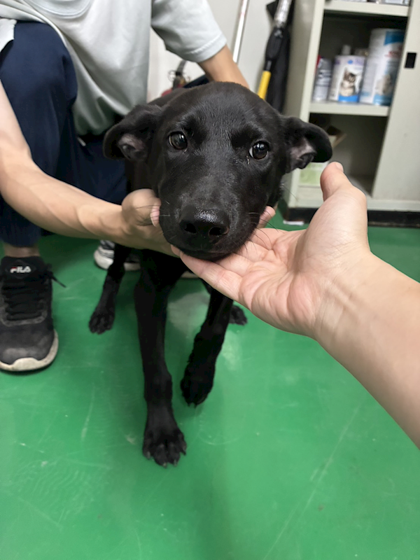 彰化縣流浪狗中途之家臨時收容所,編號:461666, 混種犬          