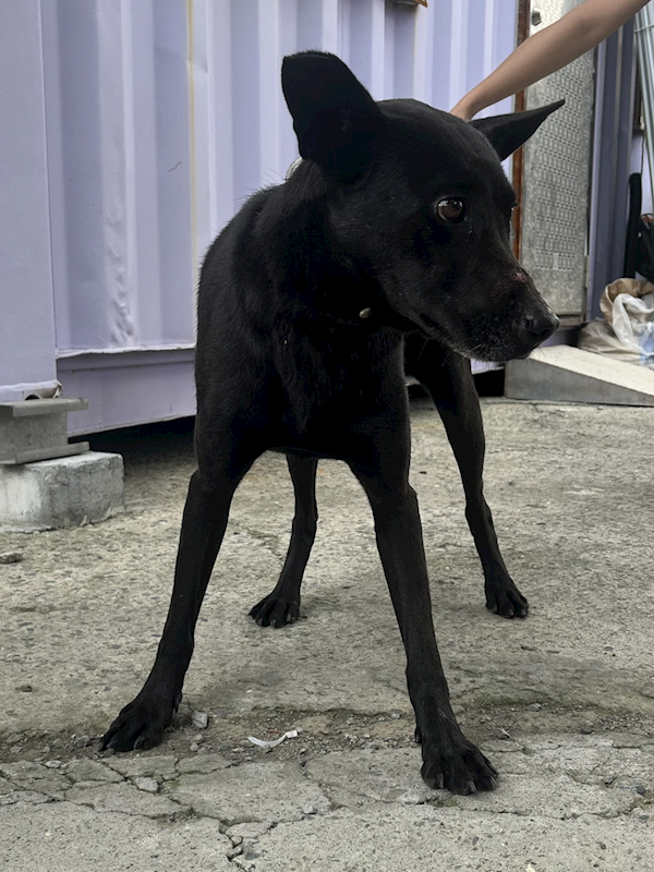 彰化縣流浪狗中途之家臨時收容所,編號:461624, 混種犬          