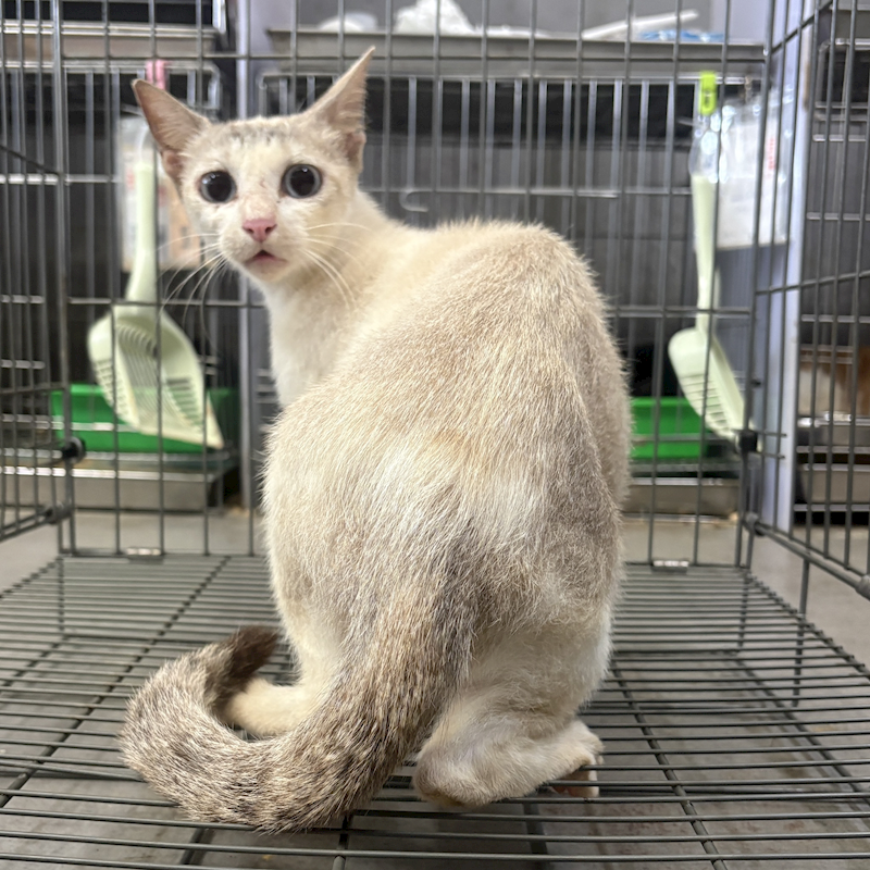 新北市五股區公立動物之家,編號:459057, 混種貓                 