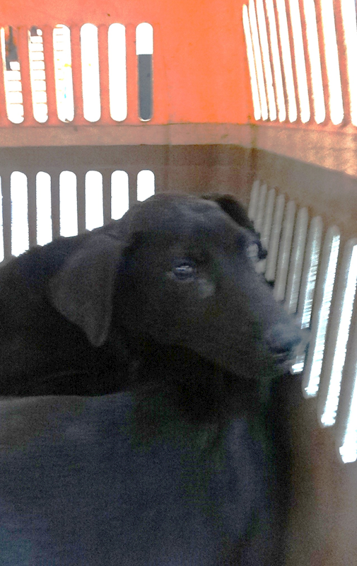 宜蘭縣流浪動物中途之家,編號:461791, 混種犬          