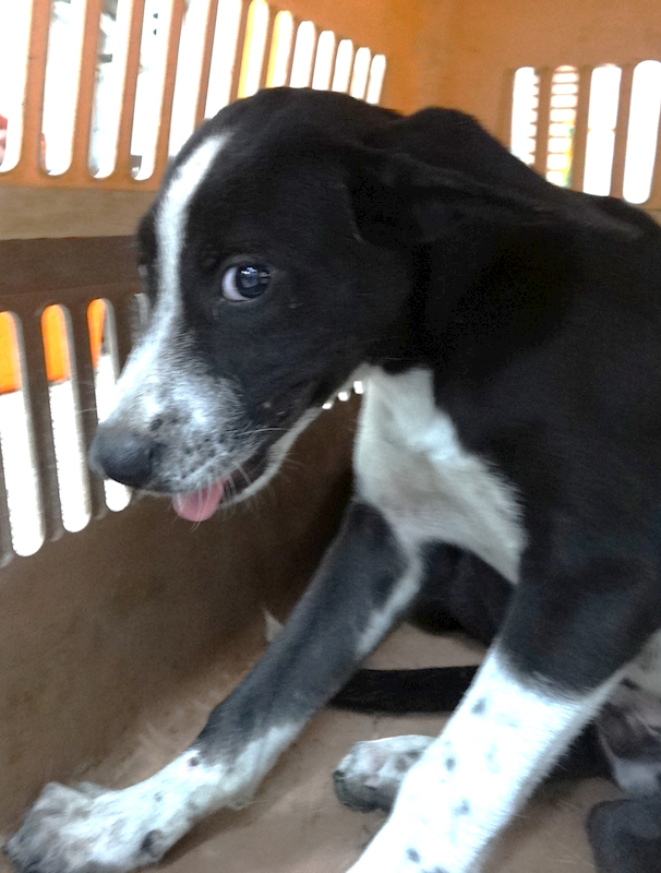 宜蘭縣流浪動物中途之家,編號:461792, 混種犬          