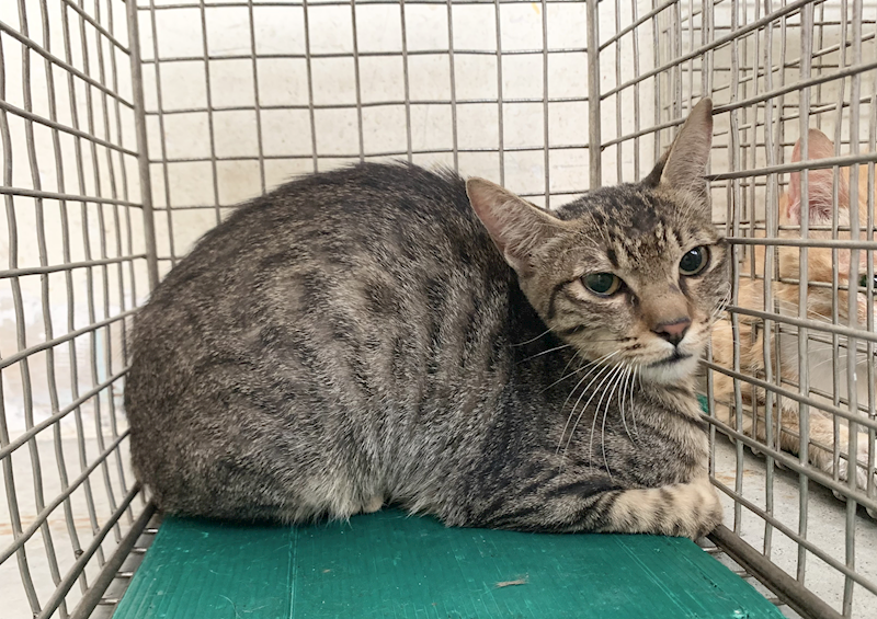 臺北市動物之家,編號:455984, 混種貓                 