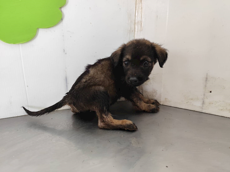 高雄市燕巢動物保護關愛園區,編號:461942, 混種犬          