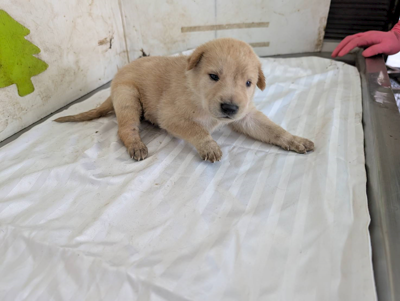 高雄市燕巢動物保護關愛園區,編號:461931, 混種犬          