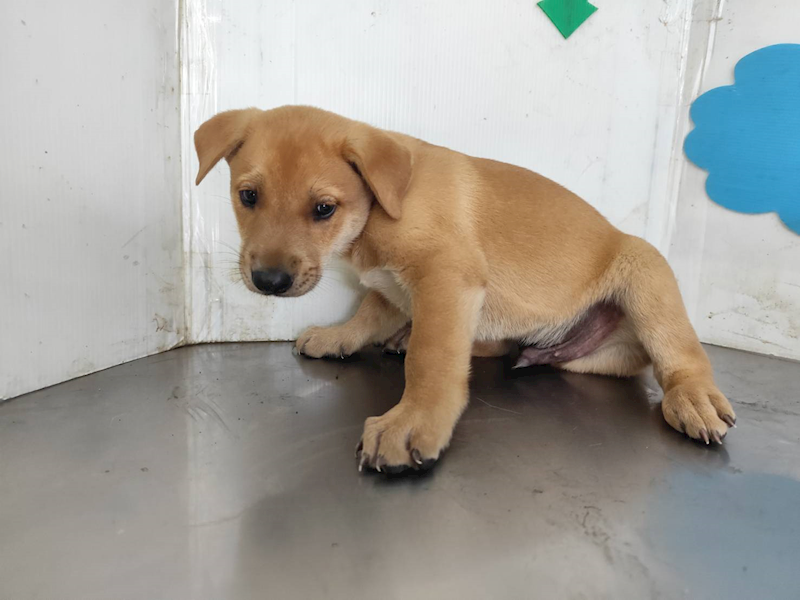 高雄市燕巢動物保護關愛園區,編號:461929, 混種犬          