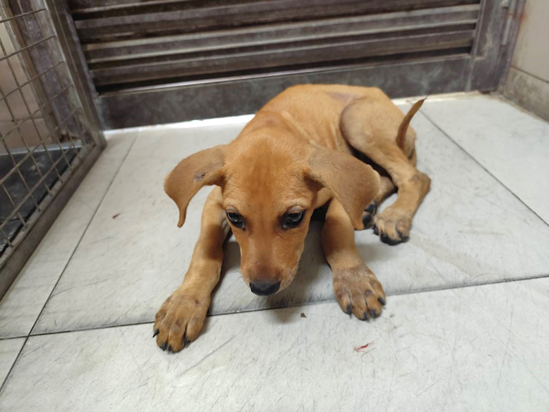 高雄市燕巢動物保護關愛園區,編號:461917, 混種犬          