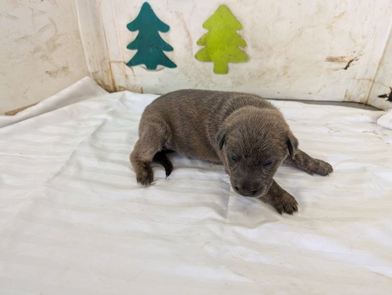 高雄市燕巢動物保護關愛園區,編號:461915, 混種犬          