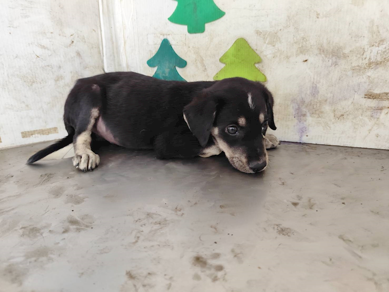 高雄市燕巢動物保護關愛園區,編號:461909, 混種犬          
