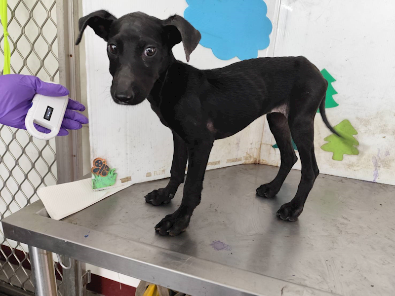 高雄市燕巢動物保護關愛園區,編號:461908, 混種犬          