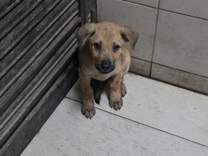 高雄市燕巢動物保護關愛園區,編號:461907, 混種犬          