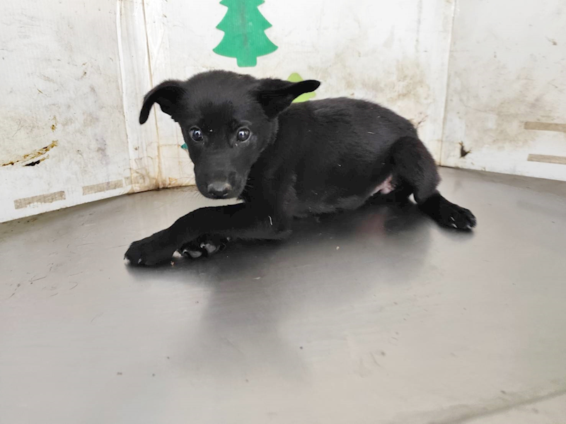 高雄市燕巢動物保護關愛園區,編號:461905, 混種犬          