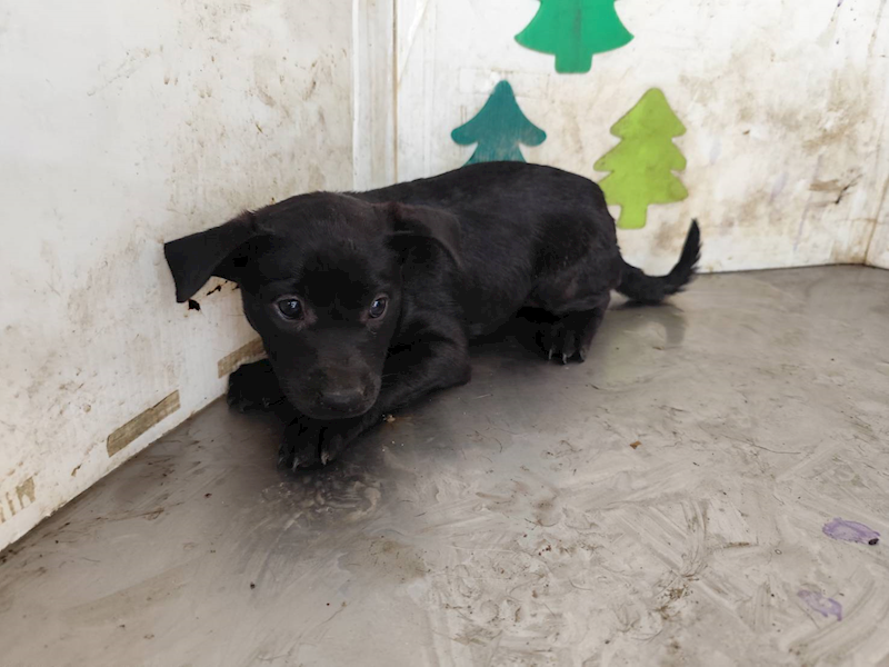 高雄市燕巢動物保護關愛園區,編號:461904, 混種犬          
