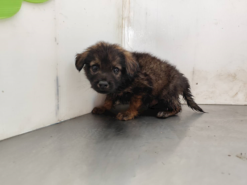 高雄市燕巢動物保護關愛園區,編號:461903, 混種犬          