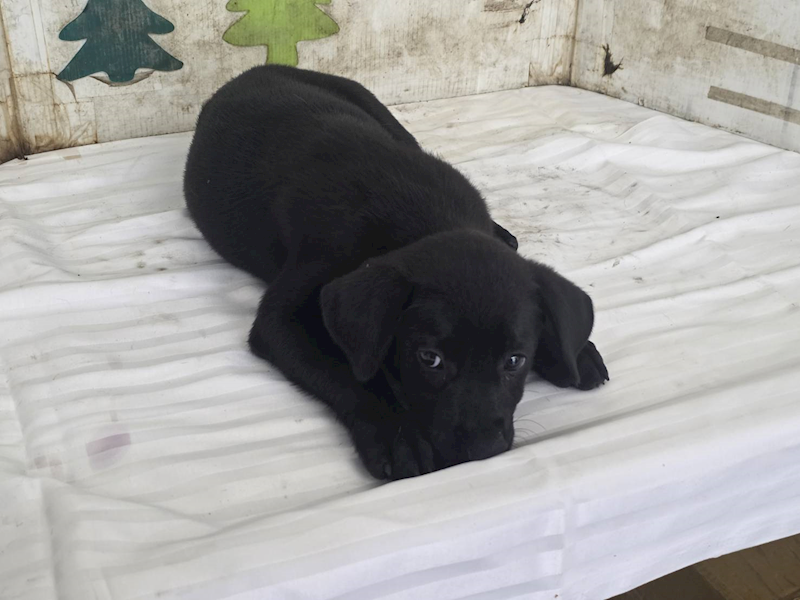 高雄市燕巢動物保護關愛園區,編號:461899, 混種犬          