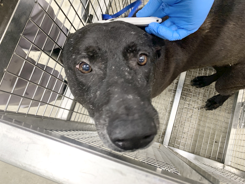 臺北市動物之家,編號:452684, 混種犬          