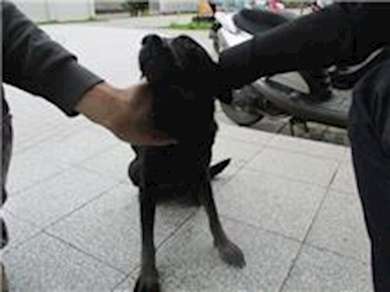 桃園市動物保護教育園區,編號:91426, 混種犬          