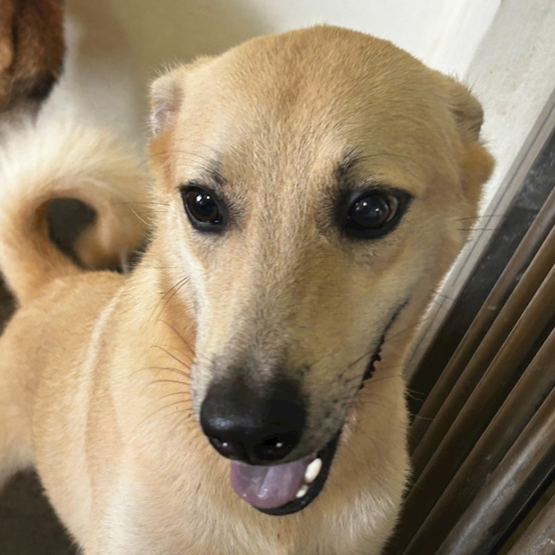 澎湖縣流浪動物收容中心,編號:302680, 混種犬          