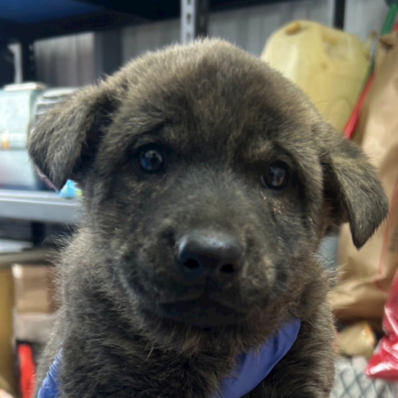 澎湖縣流浪動物收容中心,編號:392281, 混種犬          