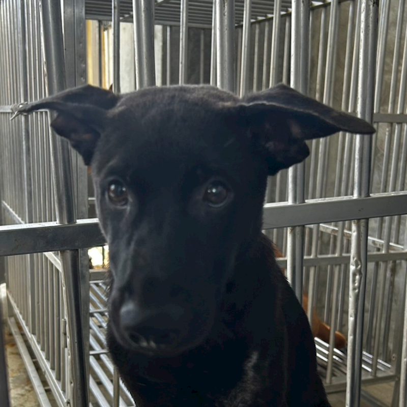 澎湖縣流浪動物收容中心,編號:372555, 混種犬          