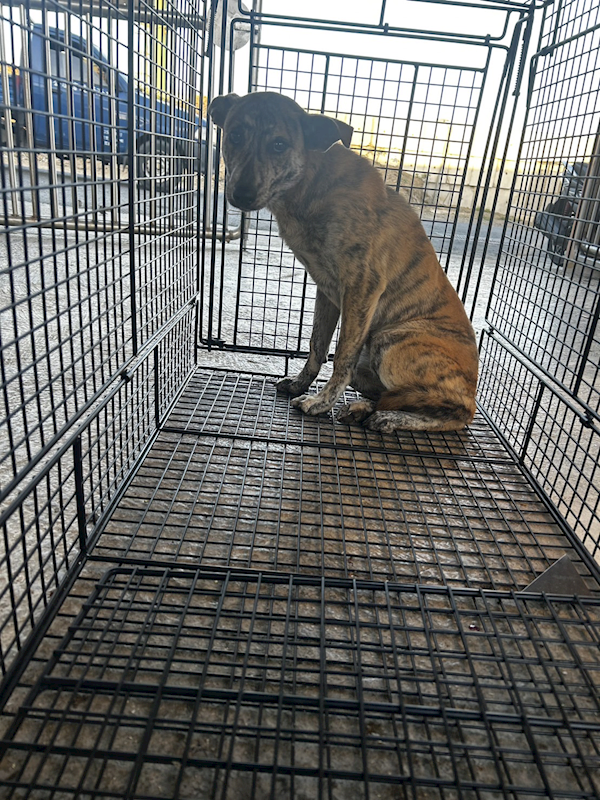 澎湖縣流浪動物收容中心,編號:346971, 混種犬          